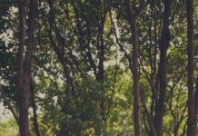가을의 선선한 날씨를 이용한 효과적인 다이어트 운동 bike parked under tree sheds
