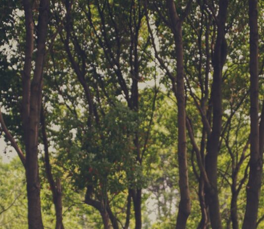 가을의 선선한 날씨를 이용한 효과적인 다이어트 운동 bike parked under tree sheds