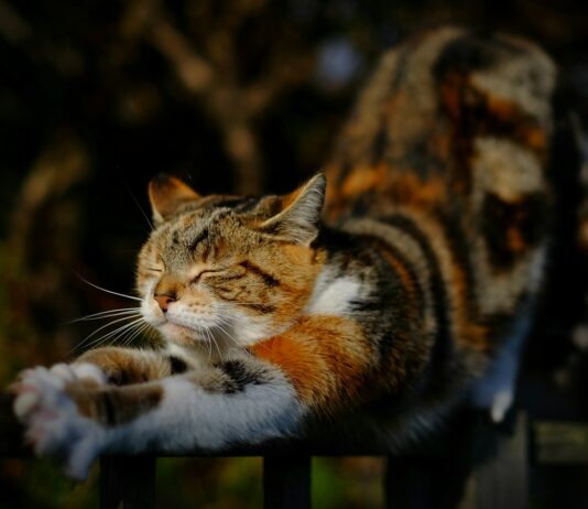 몸과 마음을 깨우는 운동 루틴 orange tabby cat stretching position on railing