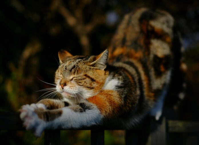 Photo by Zoltan Tasi orange tabby cat stretching position on railing
