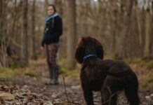 체중 감량의 황금기, 가을철 운동으로 성공하는 비법 woman looking on brown dog inside the woods photography