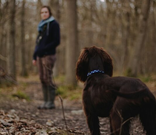 체중 감량의 황금기, 가을철 운동으로 성공하는 비법 woman looking on brown dog inside the woods photography