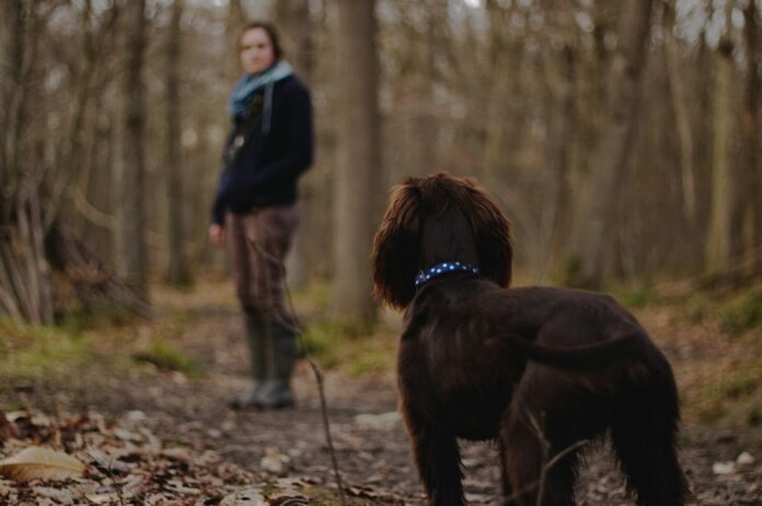 Photo by Matt Bradford-Aunger woman looking on brown dog inside the woods photography