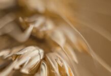 디톡스: 간 기능 개선을 위한 식단 가이드 white flower in macro lens