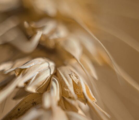 디톡스: 간 기능 개선을 위한 식단 가이드 white flower in macro lens