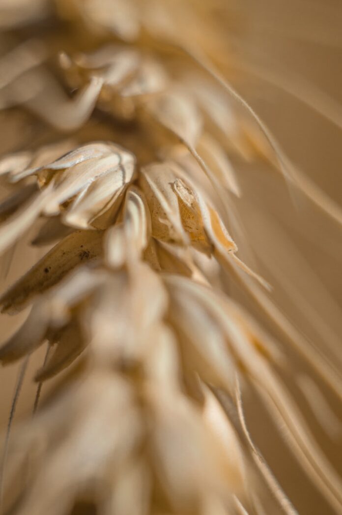 white flower in macro lens
