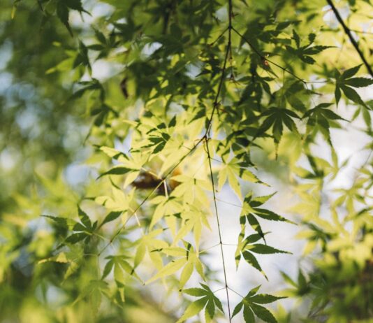무더운 여름, 건강을 지키는 생활 습관 5가지 Green leaves hang from a tree branch.