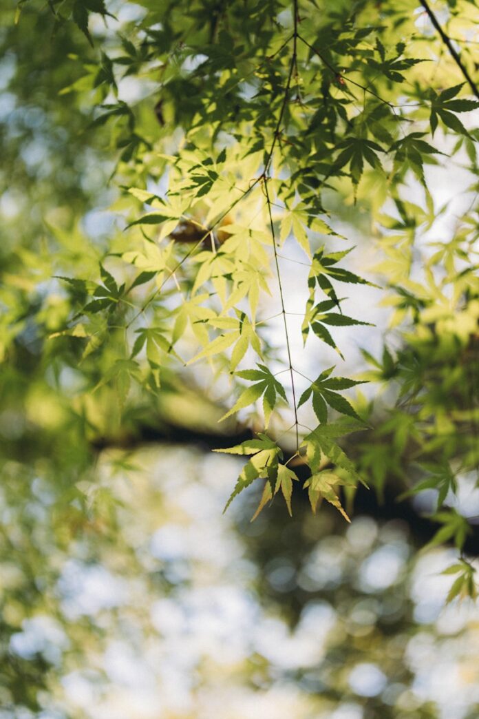 Green leaves hang from a tree branch.