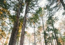 “작은 변화로 시작하는 여성 건강관리, 일상 속 실천법은?” woman walking near plants and tall trees during daytime