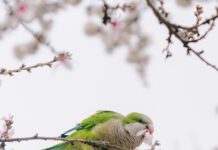 “마음 건강을 지키는 일상 루틴, 작은 변화를 시작하세요” A green parrot eats flowers on a blooming tree