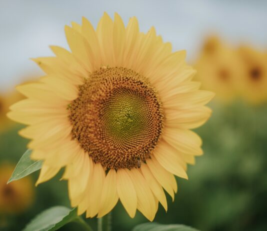일상 속 스트레스, 작은 변화로 건강하게 관리하는 법 A close-up of a bright yellow sunflower in a field.