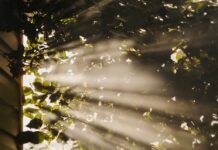 만성피로, 생활 속 작은 변화로 이겨낸다…실천 가능한 ‘리셋 루틴’ 주목 sun rays coming through trees