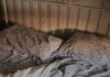 “마음 챙김, 일상에 녹이다…지속 가능한 스트레스 관리법” an open book is laying on a messy bed